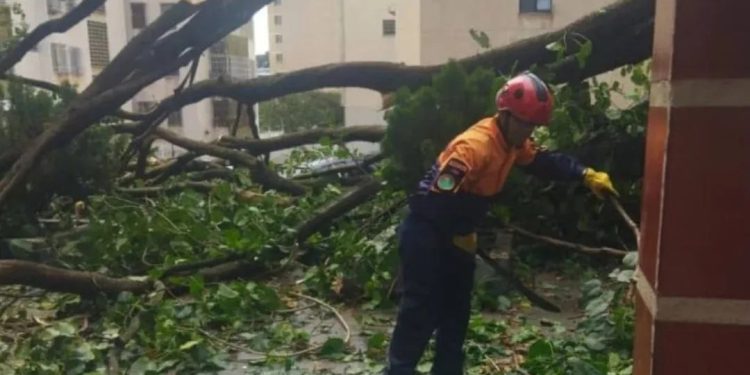 Protección Civil mitiga riesgos tras caída de una árbol en Caracas