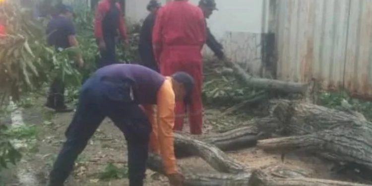 DNPCAD realizó labores de mitigación de riesgo tras la caída de un árbol