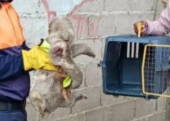 Protección Civil Municipio Sucre rescató a un Perezozo herido en el estado Miranda