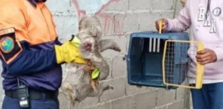Protección Civil Municipio Sucre rescató a un Perezozo herido en el estado Miranda