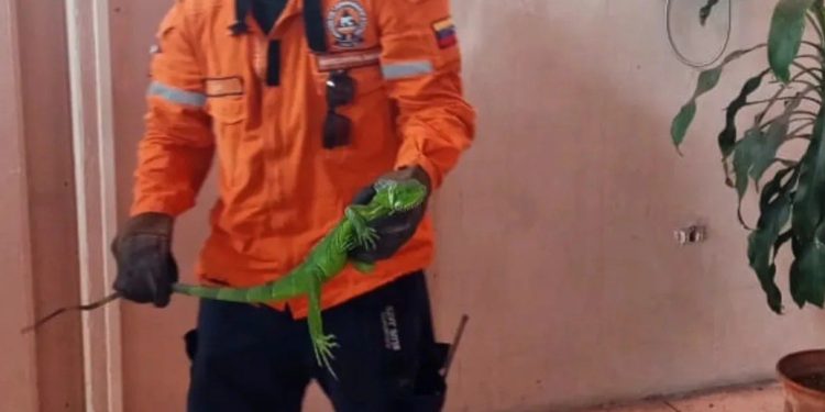 Protección Civil Chacao rescató una Iguana en Los Palos Grandes
