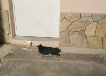 PC rescató y reubicó a un Zamuro en el estado Aragua