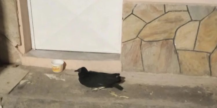 PC rescató y reubicó a un Zamuro en el estado Aragua