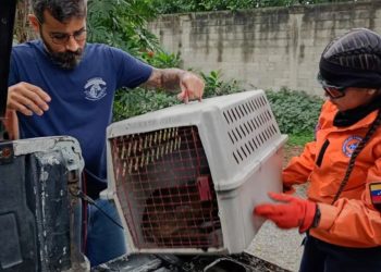 SNRG rescató un Zorro en el estado Aragua