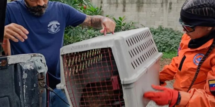SNRG rescató un Zorro en el estado Aragua