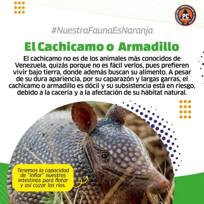 SaveClip.App_556228905_18366579100154959_934752287731371586_n