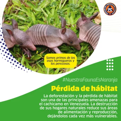 SaveClip.App_556284383_18366579109154959_3032788670163132791_n