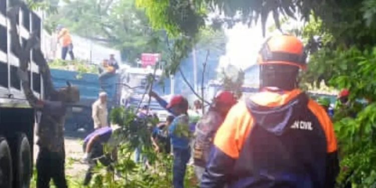 PC Bolívar mitiga riesgos tras caída de las ramas de un árbol sobre una vivienda