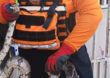 GRUMAE rescató una Boa Constrictora en el estado Anzoátegui