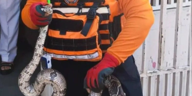 GRUMAE rescató una Boa Constrictora en el estado Anzoátegui