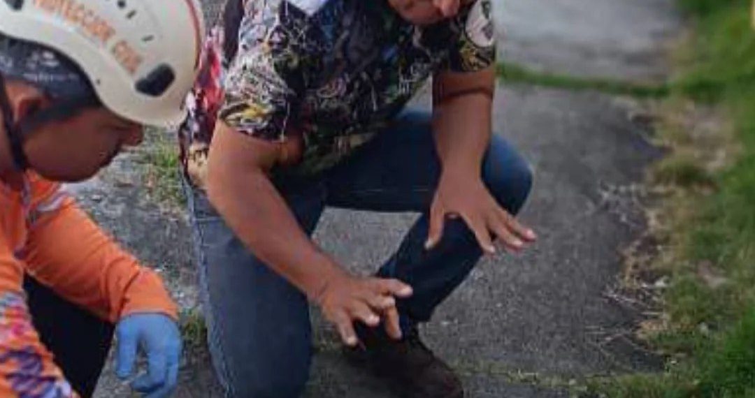 SNGR rescató a un rabipelado lesionado en el estado Trujillo