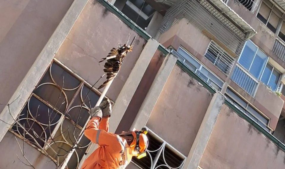 Protección Civil rescató a un Gavilán en el estado Miranda