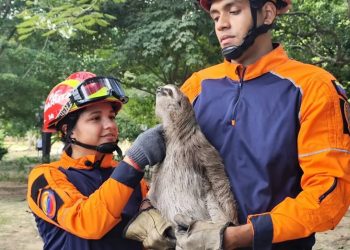 Protección Civil del municipio Baruta realizó operativo de rescate de dos perezosos en el estado Miranda