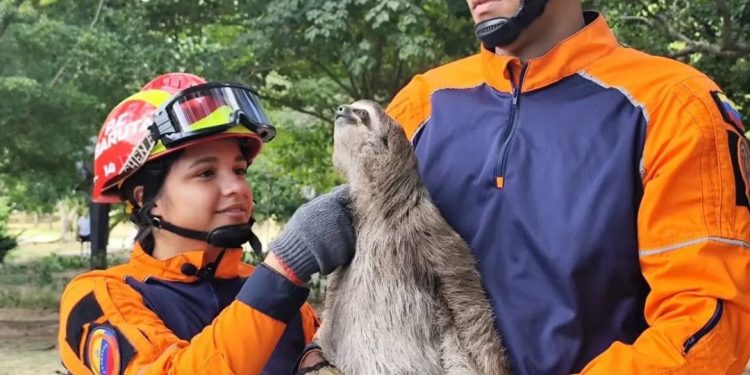 Protección Civil del municipio Baruta realizó operativo de rescate de dos perezosos en el estado Miranda