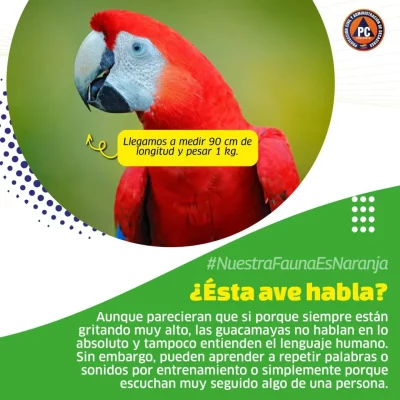 SaveClip.App_562227186_18368572807154959_197056214435562818_n