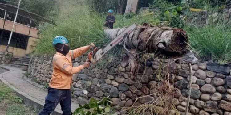 Protección Civil realizó jornada de despeje de un árbol en el estado Trujillo