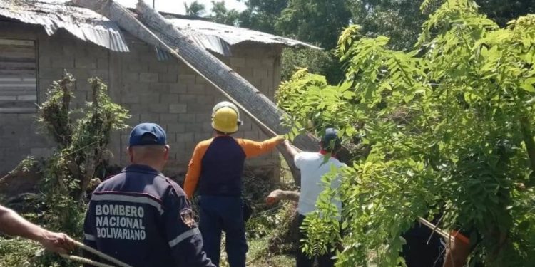 SNGR activó un despliegue de poda controlada de árboles en el estado Sucre