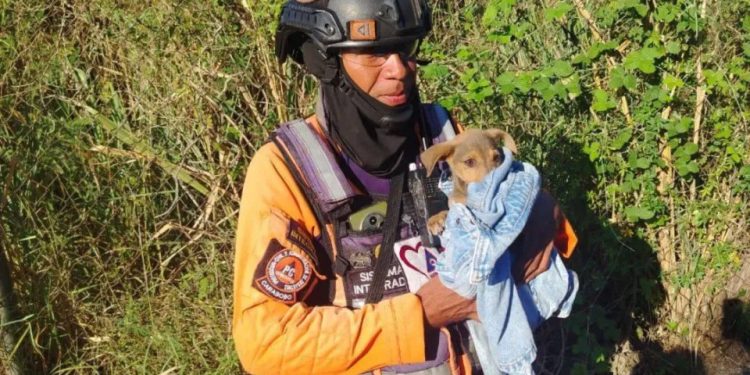 Protección Civil rescató con éxito a un canino en el estado Carabobo