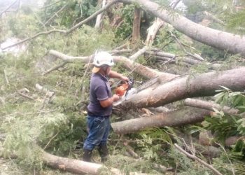 Realizan despeje vegetal en el estado Trujillo