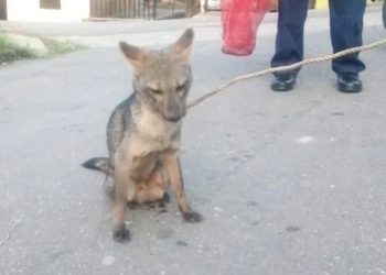 Rescatan a un zorro en el estado Trujillo