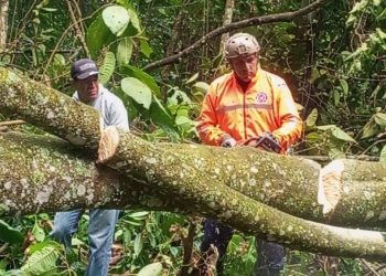 Protección Civil despeja vía Barinas-Mérida tras caída de un árbol
