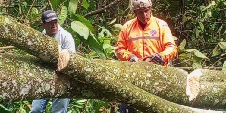 Protección Civil despeja vía Barinas-Mérida tras caída de un árbol