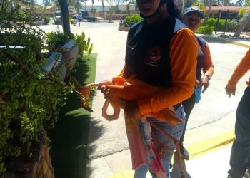 Protección Civil rescató a un Flamenco en el estado Nueva Esparta