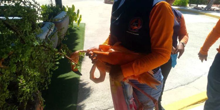 Protección Civil rescató a un Flamenco en el estado Nueva Esparta
