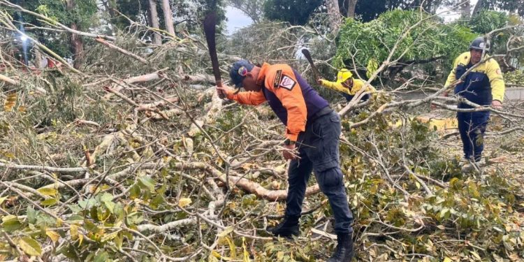 La Fuerza Naranja despeja vías tras caída de un árbol en el estado Carabobo