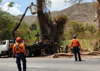 PC Nueva Esparta realizó tala controlada de un árbol de Roble