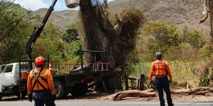 PC Nueva Esparta realizó tala controlada de un árbol de Roble