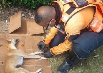 ZOEDAN atendió a un canino en estado crítico en el estado Nueva Esparta