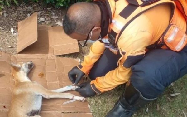 ZOEDAN atendió a un canino en estado crítico en el estado Nueva Esparta