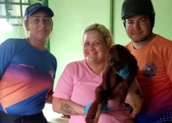 PC rescató a mono aullador rojo tras recibir descarga eléctrica en el estado Ánzoategui