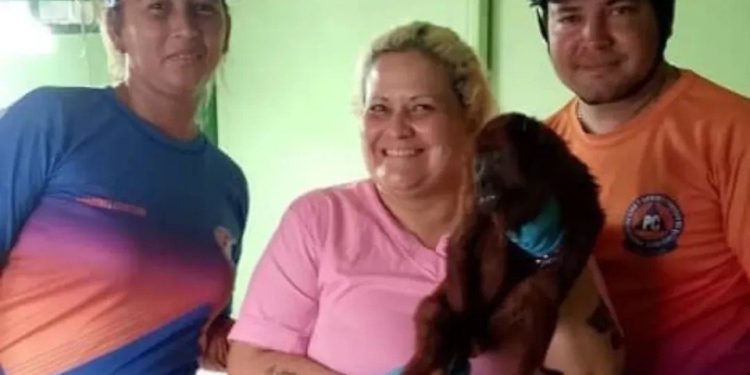 PC rescató a mono aullador rojo tras recibir descarga eléctrica en el estado Ánzoategui