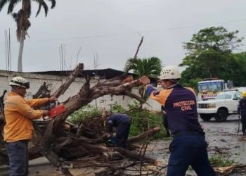 PC mitiga riesgo tras el colapso de un árbol de 10 metros de altura en el estado Lara