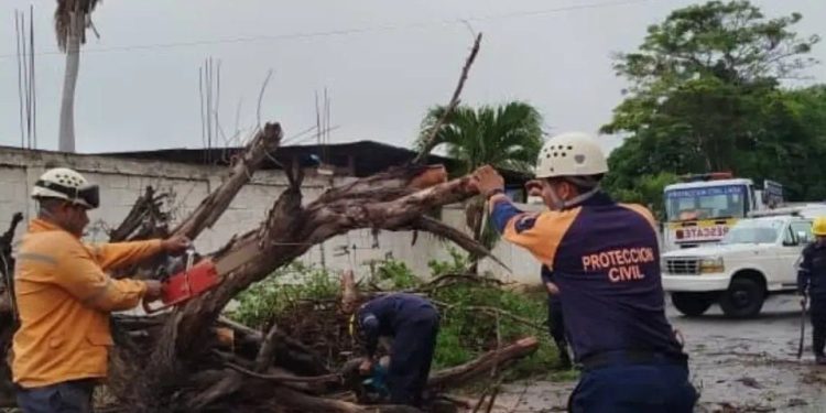 PC mitiga riesgo tras el colapso de un árbol de 10 metros de altura en el estado Lara