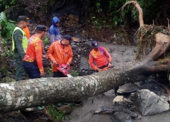 PC mitigó riesgos tras el desplome de un árbol de Bucare en el estado Portuguesa