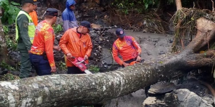 PC mitigó riesgos tras el desplome de un árbol de Bucare en el estado Portuguesa
