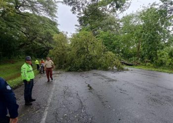 SNGR mitigó riesgos tras la caída de un árbol sobre un transporte público en el estado Cojedes