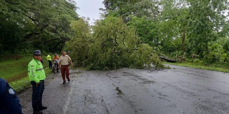 SNGR mitigó riesgos tras la caída de un árbol sobre un transporte público en el estado Cojedes