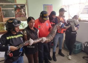 PC resguarda a una Boa Constrictor en una escuela del estado Barinas