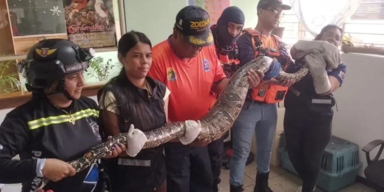 PC resguarda a una Boa Constrictor en una escuela del estado Barinas