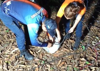 Protección Civil rescata a caninos tras caer en un pozo de 7 metros de profundidad en Nueva Esparta