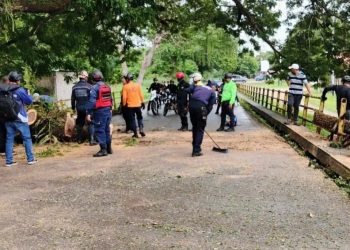 PC mitiga riesgos tras caída de un árbol en arteria vial del estado Cojedes