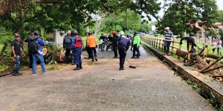 PC mitiga riesgos tras caída de un árbol en arteria vial del estado Cojedes