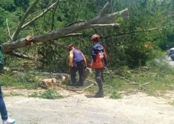 Protección Civil Baruta mitiga riesgos en Los Samanes tras la caída de un árbol