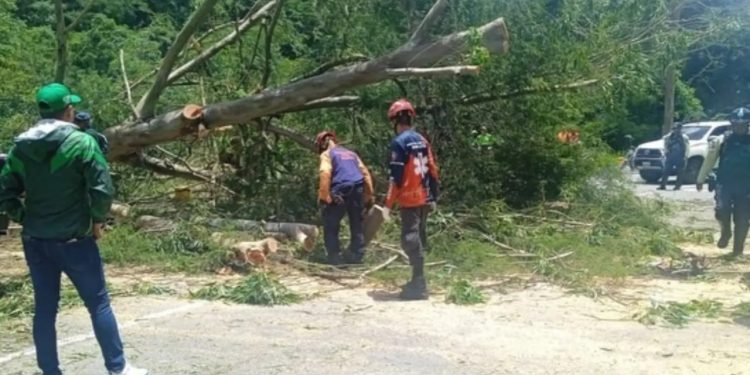Protección Civil Baruta mitiga riesgos en Los Samanes tras la caída de un árbol