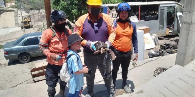 Protección Civil del estado Sucre rescata a un morrocoy