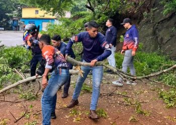 SNGR mitiga riesgos en el estado Guárico tras la caída de un árbol